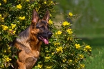 德国牧羊犬