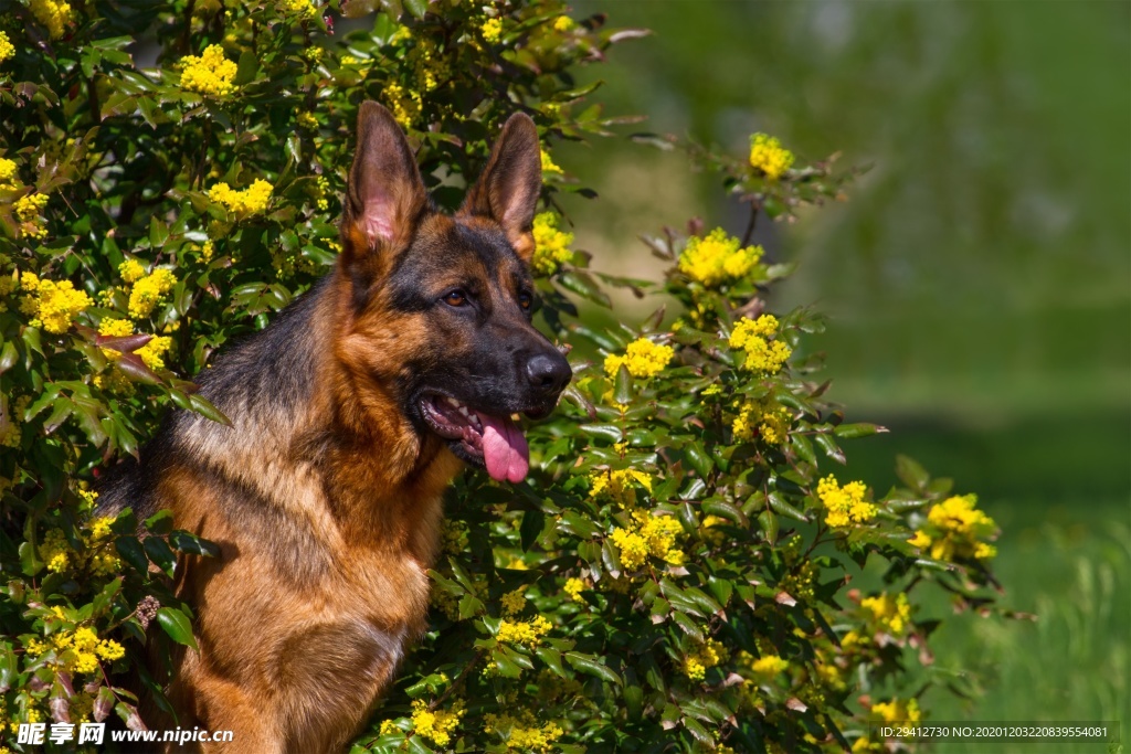 德国牧羊犬