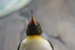 企鹅