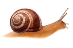 蜗牛
