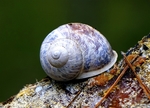 蜗牛