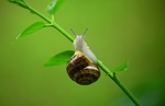 蜗牛