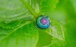 蜗牛