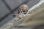 蜗牛