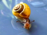 蜗牛