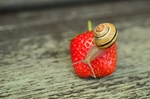蜗牛