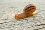 蜗牛