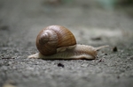 蜗牛