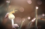 蜗牛