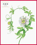 西番莲