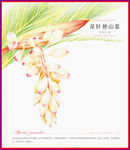 花叶艳山姜