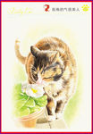 花猫