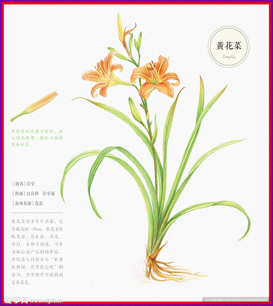 黄花菜