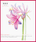 换锦花