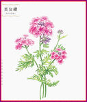 美女樱