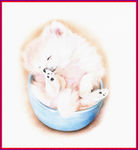 小猫