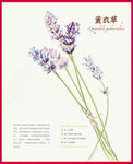 薰衣草