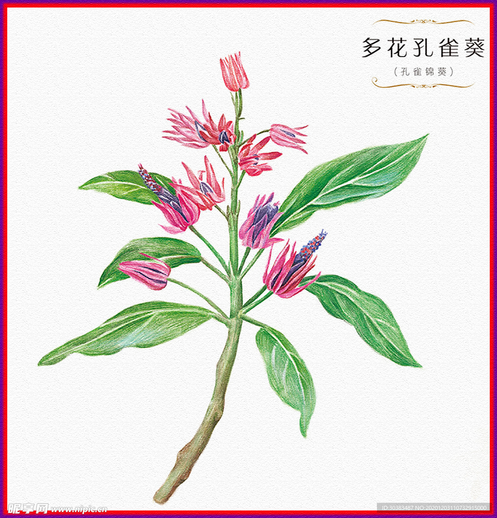多花孔雀葵