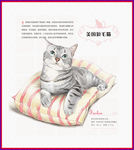 手绘 猫咪