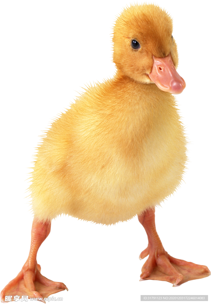 鸭子