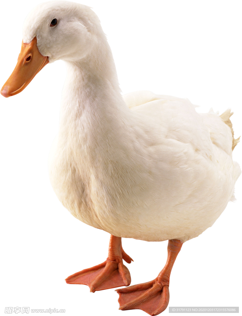 鸭子