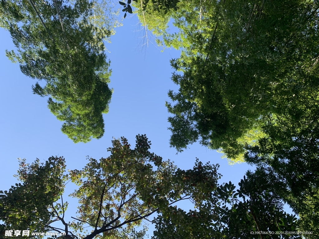 天空 古树 竹子