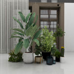 盆景盆栽植物3d模型