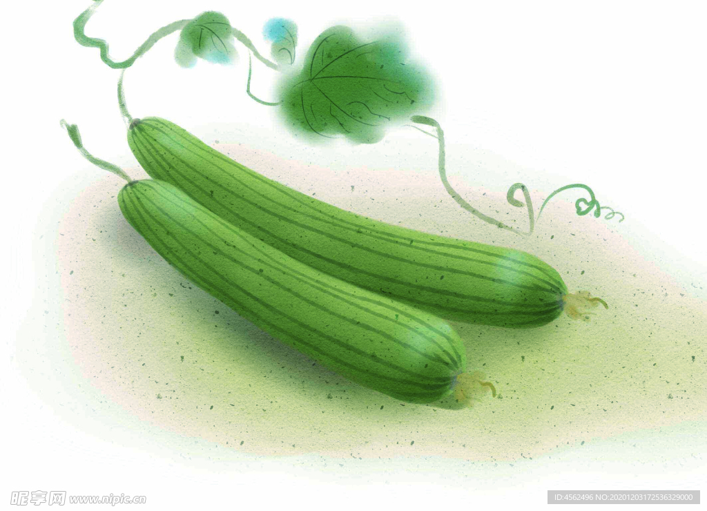 丝瓜插画