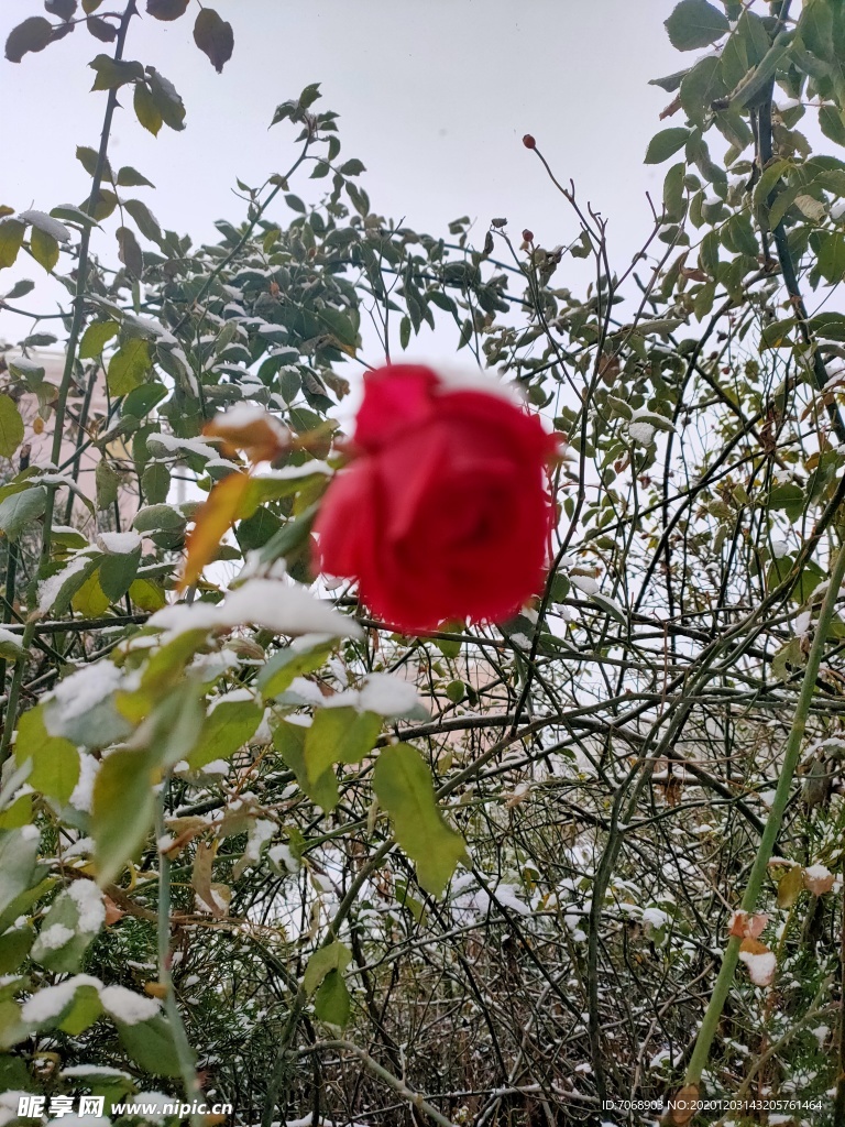 玫瑰