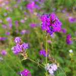 鲜花 花朵