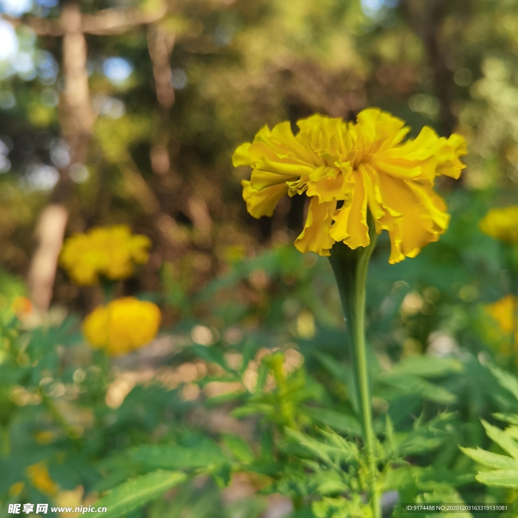 鲜花 野花 黄花