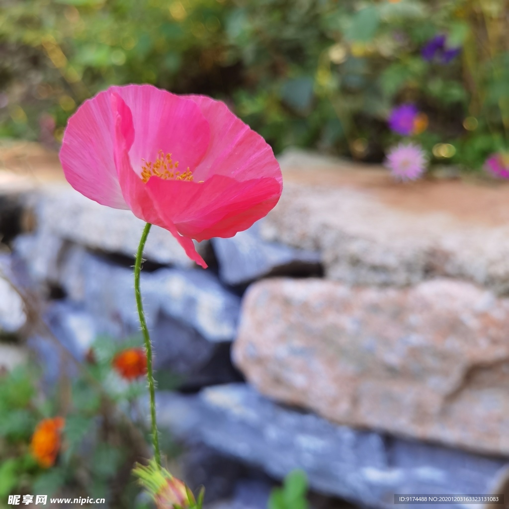 虞美人 鲜花