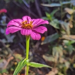 鲜花 野花