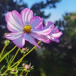 鲜花 花朵