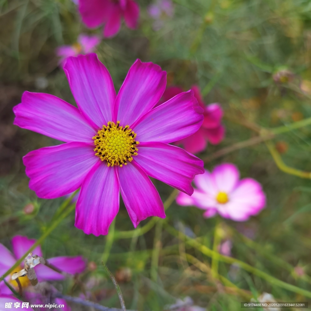 鲜花