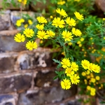 黄花 鲜花 植物