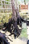 巴厘岛海滩