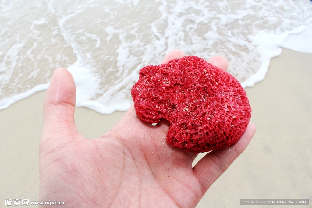 巴厘岛红珊瑚