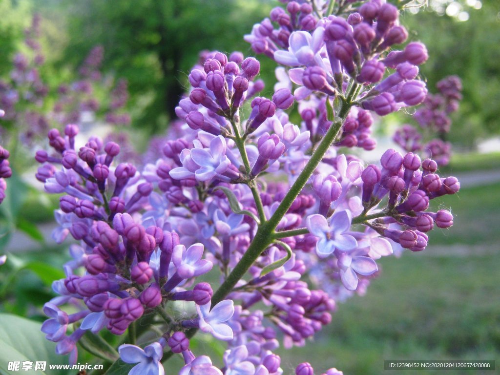 美丽的紫丁香鲜花摄影美图
