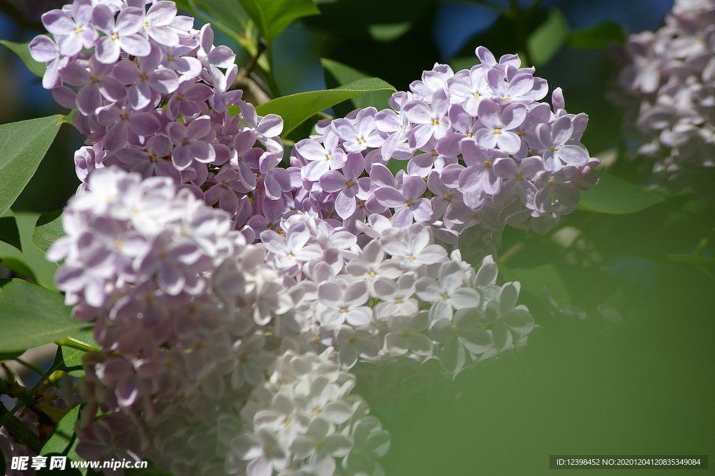 美丽的紫丁香鲜花摄影美图