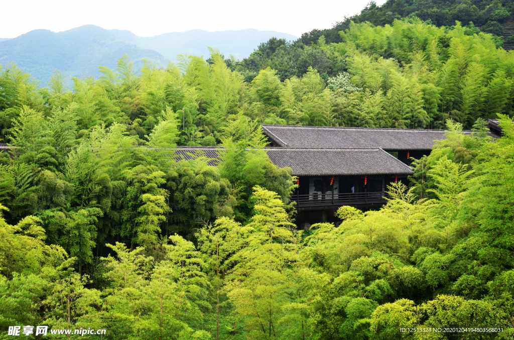 竹林