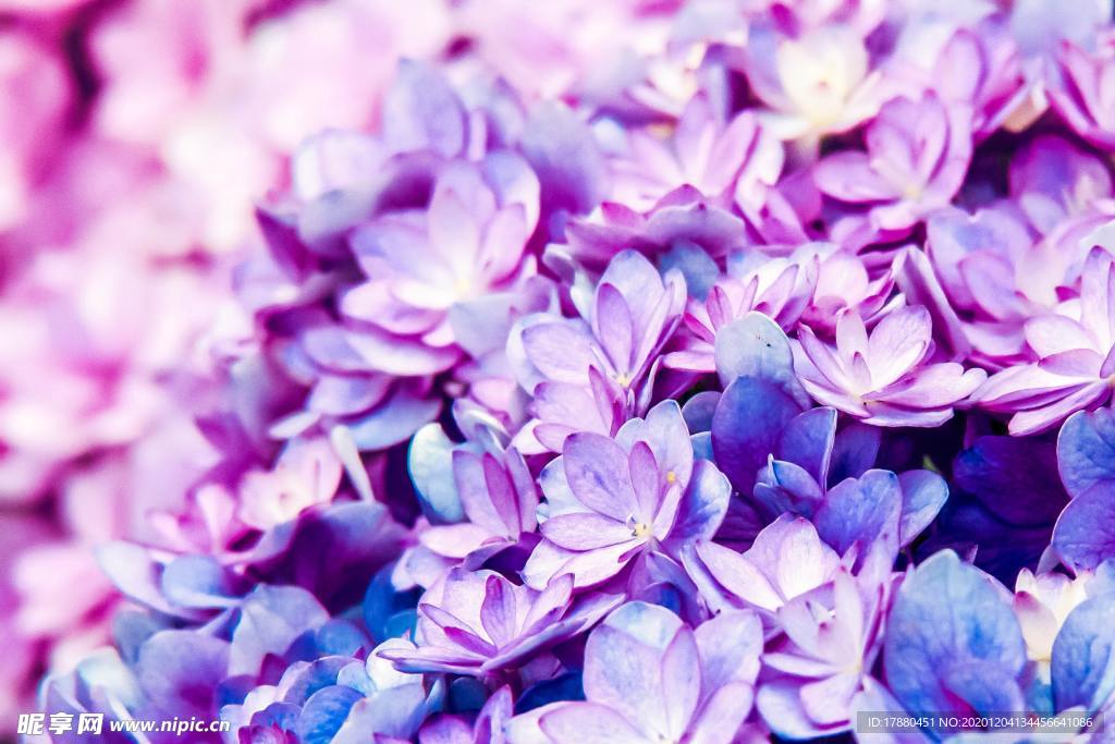 花卉