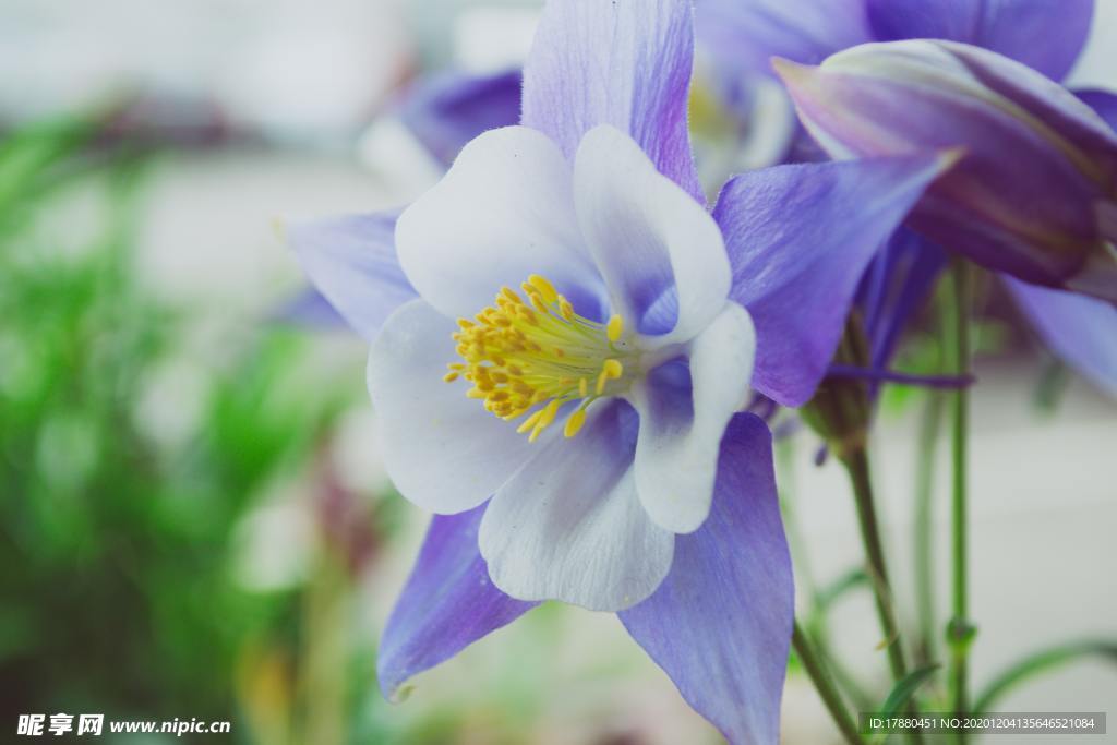 花卉