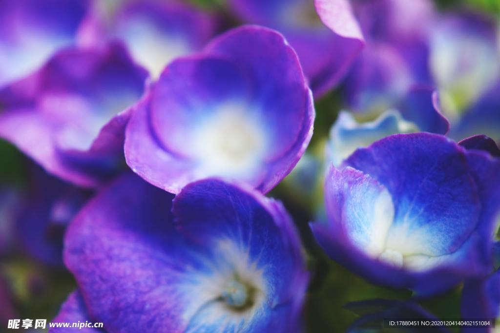 花卉