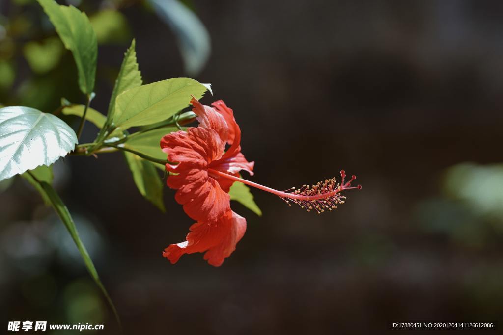 花卉