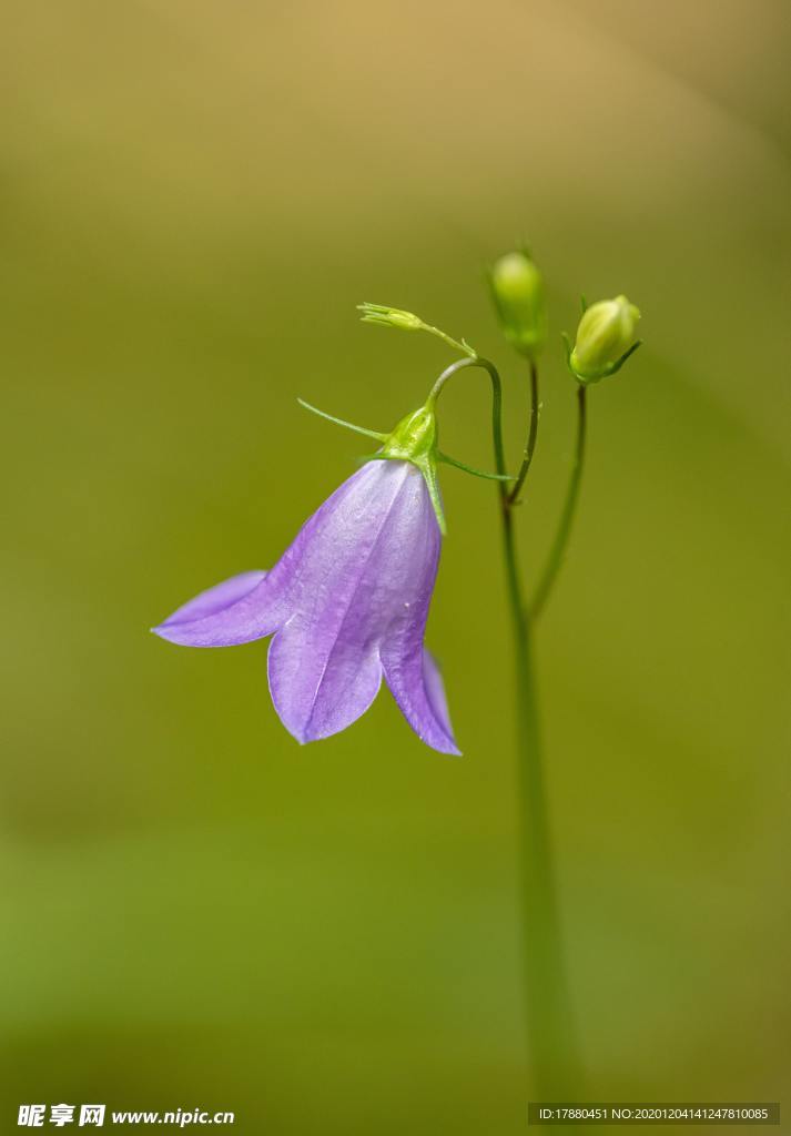 花卉
