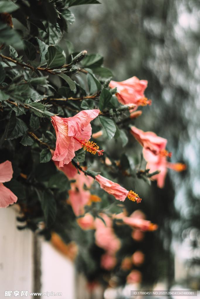 花卉