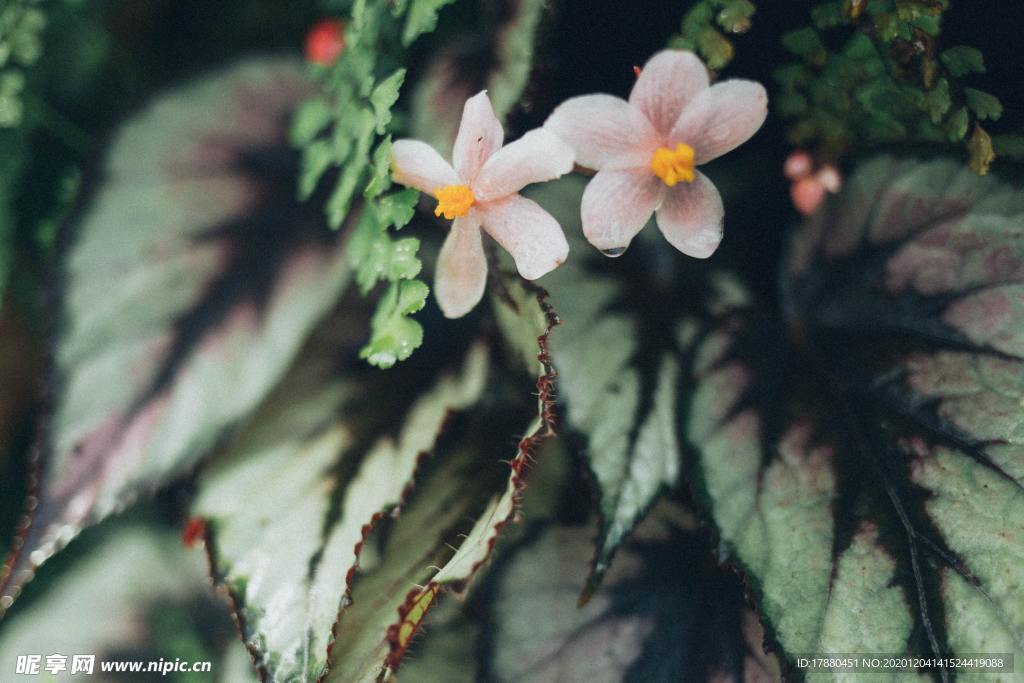 花卉