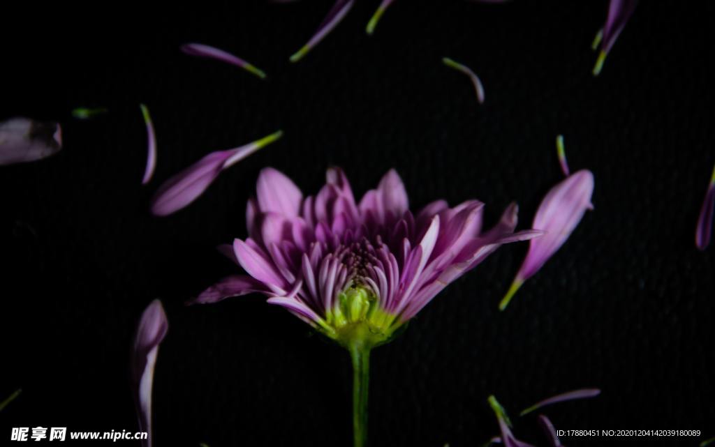 花卉