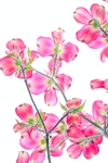 花卉